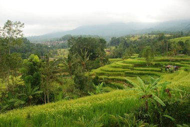 Jatiluwih pirinç alan ve Teras, Bali yer doğa