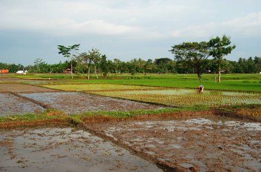 Asyalı çiftçi Yogyakarta Bölge, Endonezya pirinç tarlaları üzerinde çalışma 