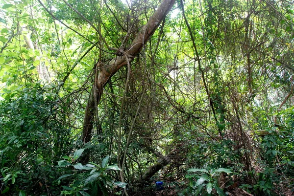 Plantas Árvores Selva Selvagem Ilha Tioman Malásia — Fotografia de Stock