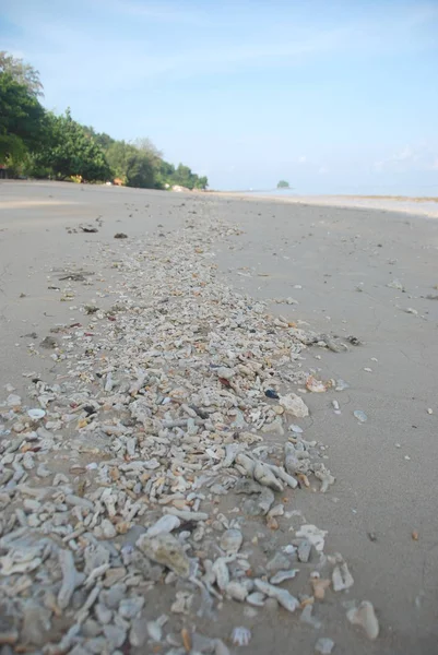 Крупним Планом Мертвих Коралів Tekek Beachof Острів Тіоман Малайзія — стокове фото