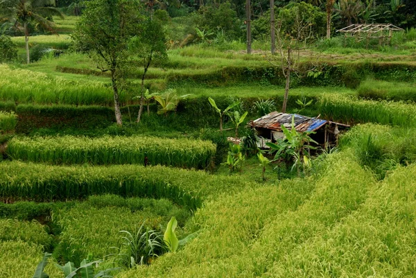 Jatiluwih Pola Ryżu Taras Dziedzictwa Przyrody Unesco Bali — Zdjęcie stockowe