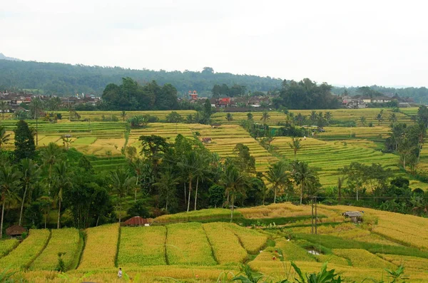 Campo Arroz Jatiluwih Terraza Patrimonio Natural Unesco Bali — Foto de Stock