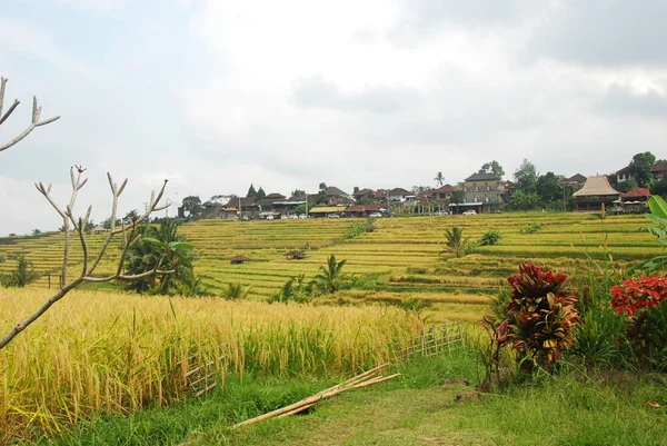 Jatiluwih Rizs Teraszok Unesco Természet Öröksége Bali Indonézia — Stock Fotó