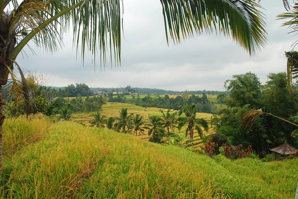 Terrazze Riso Jatiluwih Patrimonio Naturale Unesco Bali Indonesia Vista Attraverso — Foto Stock