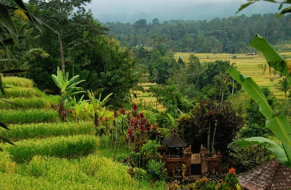 Terraços Arroz Jatiluwih Herança Natural Unesco Bali Indonésia — Fotografia de Stock