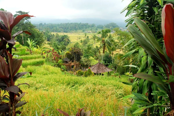 Jatiluwih Tarasy Ryżowe Unesco Dziedzictwo Przyrodnicze Bali Indonezja — Zdjęcie stockowe