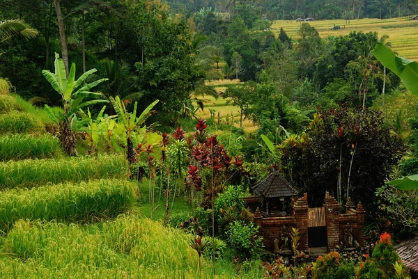 Jatiluwih Pirinç Terasları Bali Unesco Doğa Mirası Endonezya — Stok fotoğraf