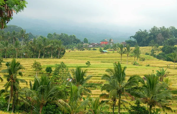 Jatiluwih Rijstterrassen Unesco Natuurerfgoed Van Bali Indonesië — Stockfoto