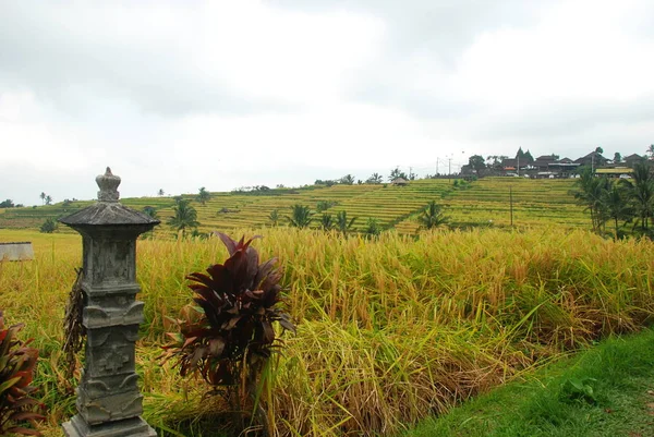 Terraços Arroz Jatiluwih Herança Natural Unesco Bali Indonésia — Fotografia de Stock