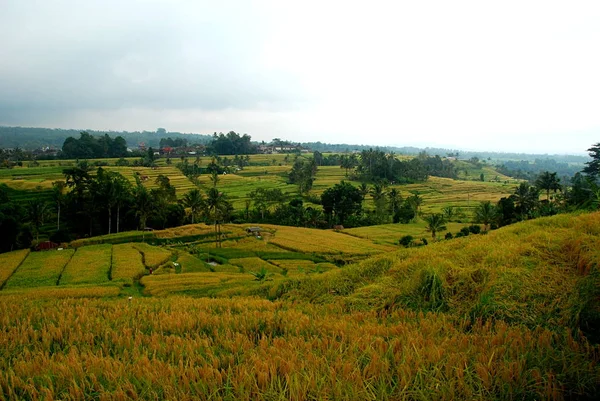 Jatiluwih Tarasy Ryżowe Unesco Dziedzictwo Przyrodnicze Bali Indonezja — Zdjęcie stockowe