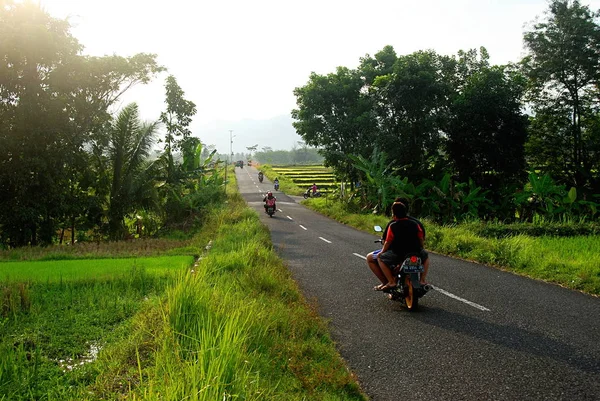 Camino Través Campos Arroz Región Yogyakarta Isla Java Indonesia — Foto de Stock