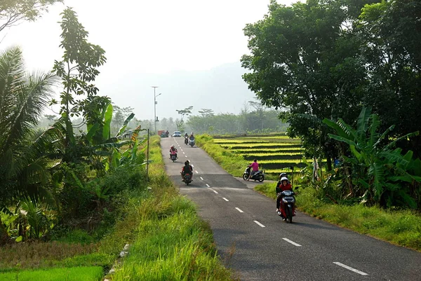 Cesta Přes Rýžová Pole Oblasti Yogyakarta Ostrově Jáva Indonésie — Stock fotografie