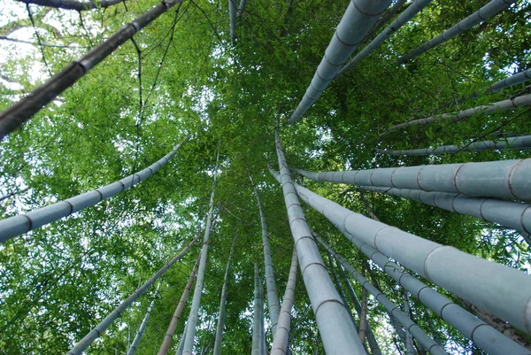 Bamboo trees view from the bottom