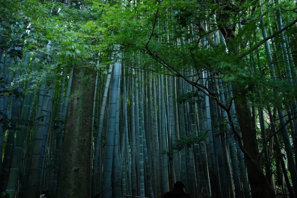 Uma Floresta Bambu Como Parte Templo Hokokuji Kamakura Japão — Fotografia de Stock