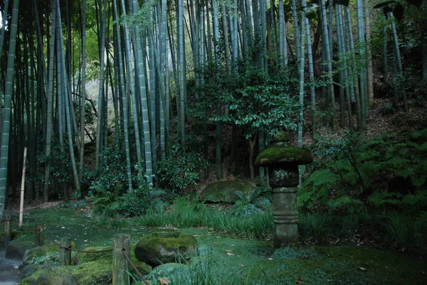 竹园中的竹树 是日本仓仓县竹岛寺的一部分 — 图库照片