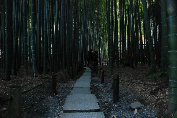 Väg Genom Bamboo Park Hokokuji Temple Kamakura Japan — Stockfoto