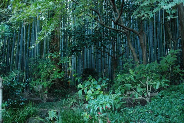 Bambusowy Ogród Świątyni Hokokuji Znany Również Jako Take Dera Bambus — Zdjęcie stockowe