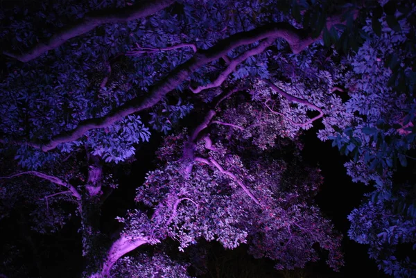 Iluminación Azul Púrpura Hojas Árboles Iluminaciones Invierno Japón — Foto de Stock