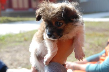 Sevimli köpek yavrusu köpek tutan bir kadın el