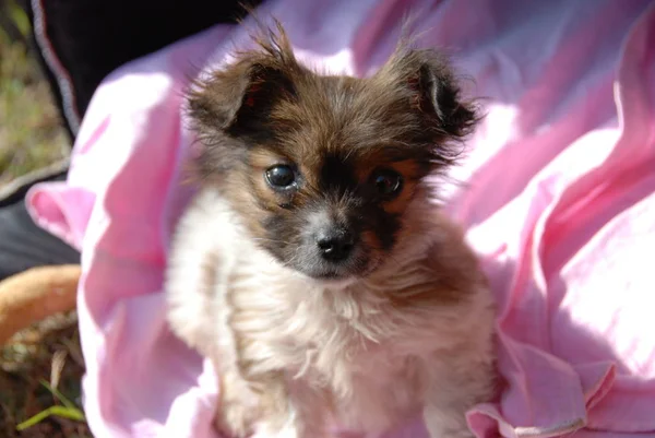 Filhote Cachorro Peludo Bonito Sentado Cobertor Rosa Olhando Para Uma — Fotografia de Stock