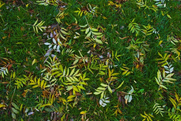 Zelené Listí Trávě — Stock fotografie