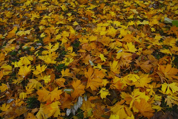 Cores Outono Pilha Folhas Bordo Amarelas Caídas — Fotografia de Stock
