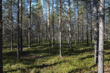 Ormandan geçen ışık 