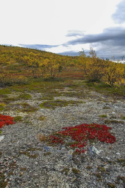 Herfst Kleuren Van Finnmark Regio Van Noorwegen — Stockfoto