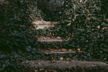 Sarmaşıkla kaplı karanlık merdivenler. 