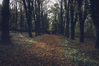 Eski ve korkunç Bohnice mezarlığından bir yol. 