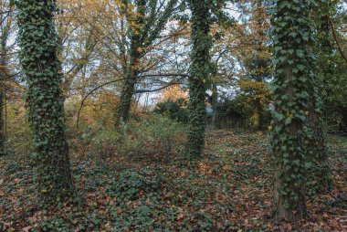 Bohnice mezarlığındaki korkunç ağaçlar sarmaşıkla kaplı. 