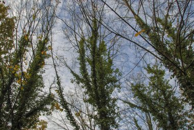 Bohnice mezarlığındaki korkunç ağaçlar sarmaşıkla kaplı. 