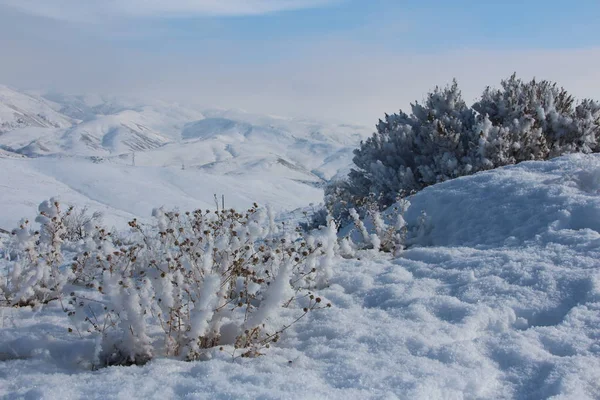 Arbustos Cubiertos Nieve Contra Montañas Cielo Azul Nieve Azul Frescura — Foto de Stock
