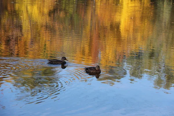 Couple of ducks on an autumn lake
