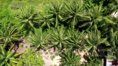 Hindistan cevizi palmiye ağaçlarının havadan görünüşü. Yukarı çık. Bir sürü yeşil palmiye.