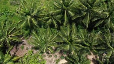 Hindistan cevizi palmiye ağaçlarının havadan görünüşü. Ormana doğru yavaş çekim. Bir sürü yeşil renk