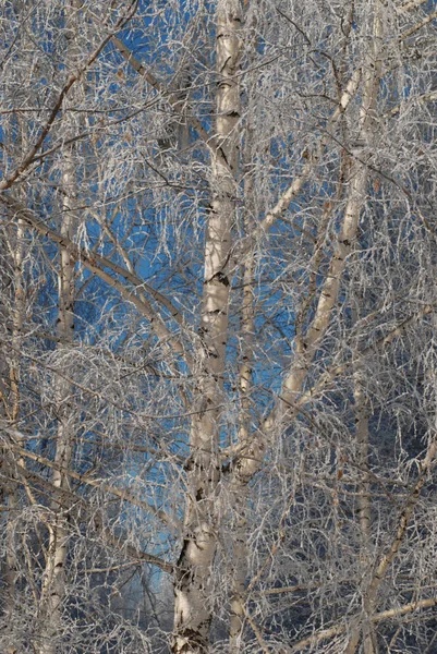 Russische Natur Schneebedeckte Birke Nach Dem Eisregen Russland — Stockfoto