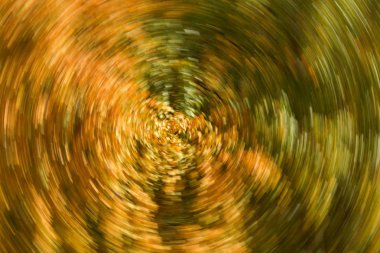 Rus mevsim - sonbahar dans ve ağaç yaprakları (görünümü 1 renk cümbüşü)