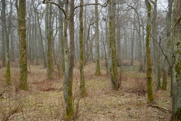 Lente Ontwaken Van Het Oude Bos Kaliningrad Rusland — Stockfoto