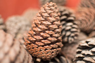 Bir sürü pinecones 