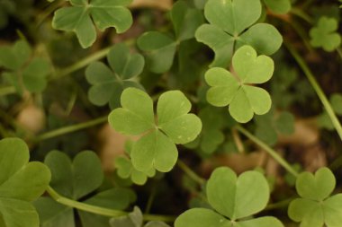 Trboles de tres hojas en el parque
