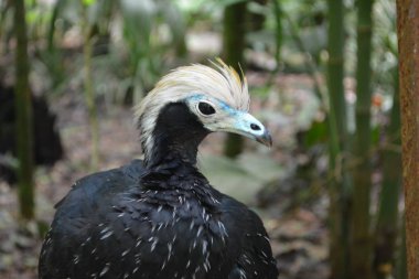 Arjantin siyah yabani kuş