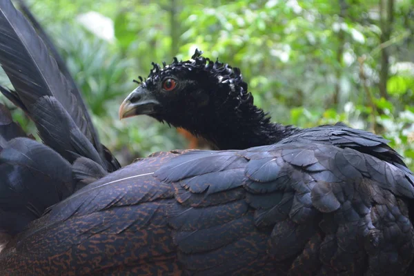 Pássaro Selvagem Preto Biosparque Iguaçu — Fotografia de Stock