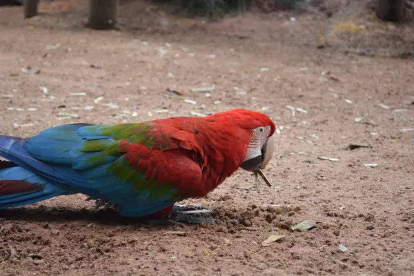 红蓝相间的金刚鹦鹉 — 图库照片