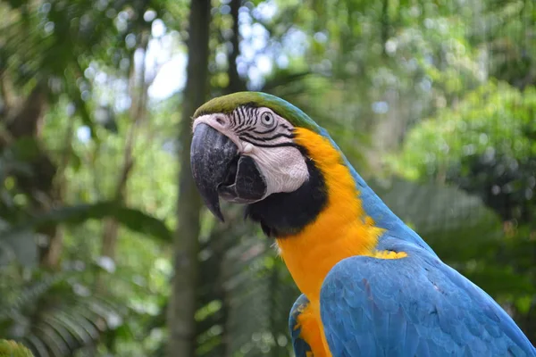 Blue Yellow Macaw — Stock Photo, Image