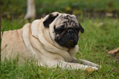 Kahverengi köpek bir parkta yatıyor