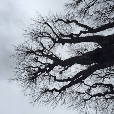 Bir ağacın silueti 