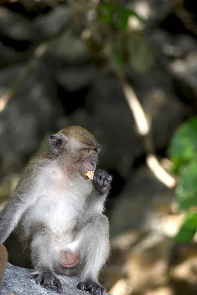 Baby Monkey Beach Tajlandii — Zdjęcie stockowe