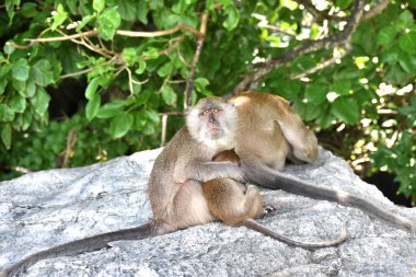  Bebek maymunlar bir Beach Tayland.