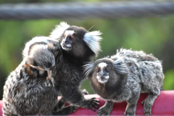 Three monkeys in Brazil